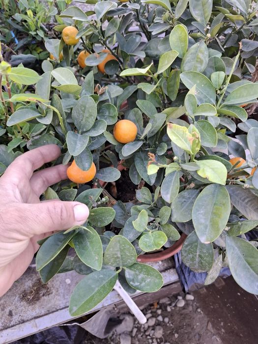 Мандарин уже есть плоды