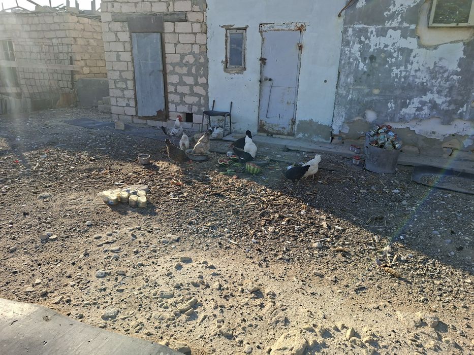 Здравствуйте Куры прдаютьса