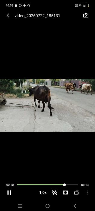Продаю коров дойных