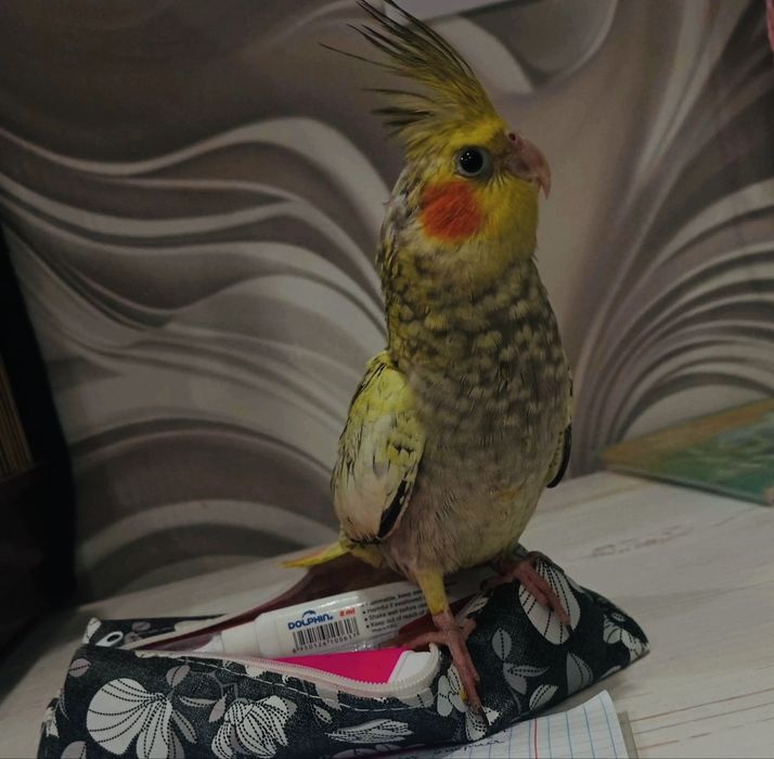 Прадам папугаяв корелла
