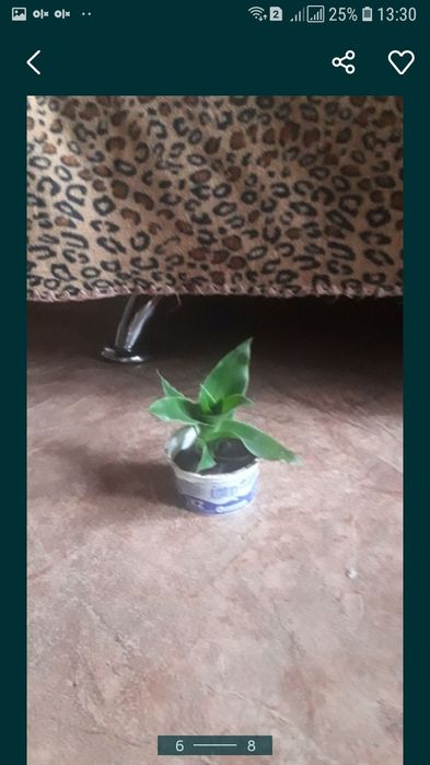 Сорокоуст или золотой ус