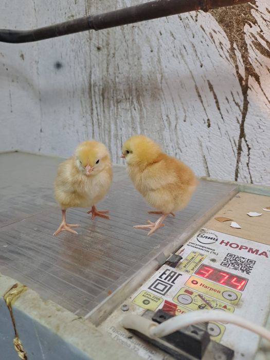 Ломанбраун балапаны сатылады