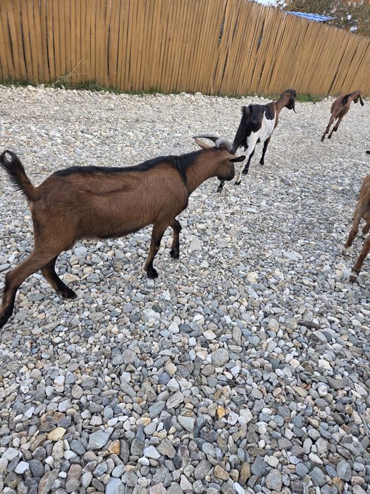 Vand tapi anglonubieni sau schimb cu..