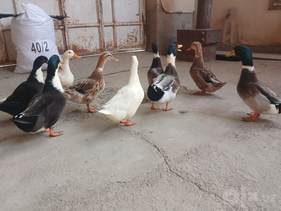 Ordaklar sotiladi 7 oylik sog'lom va semiz