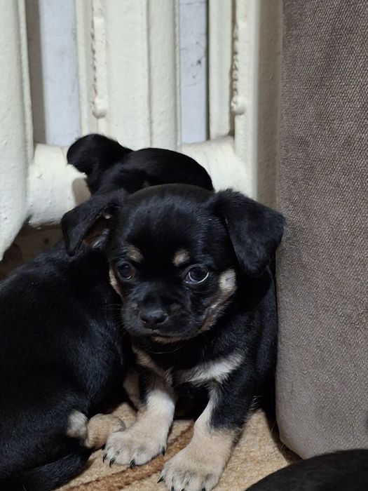 Продам маленьких разбойников,две девочки,два мальчика,успейте выбрать