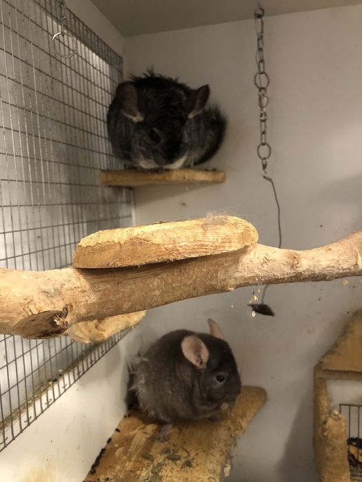 Чин Чили  редки видове от Перу