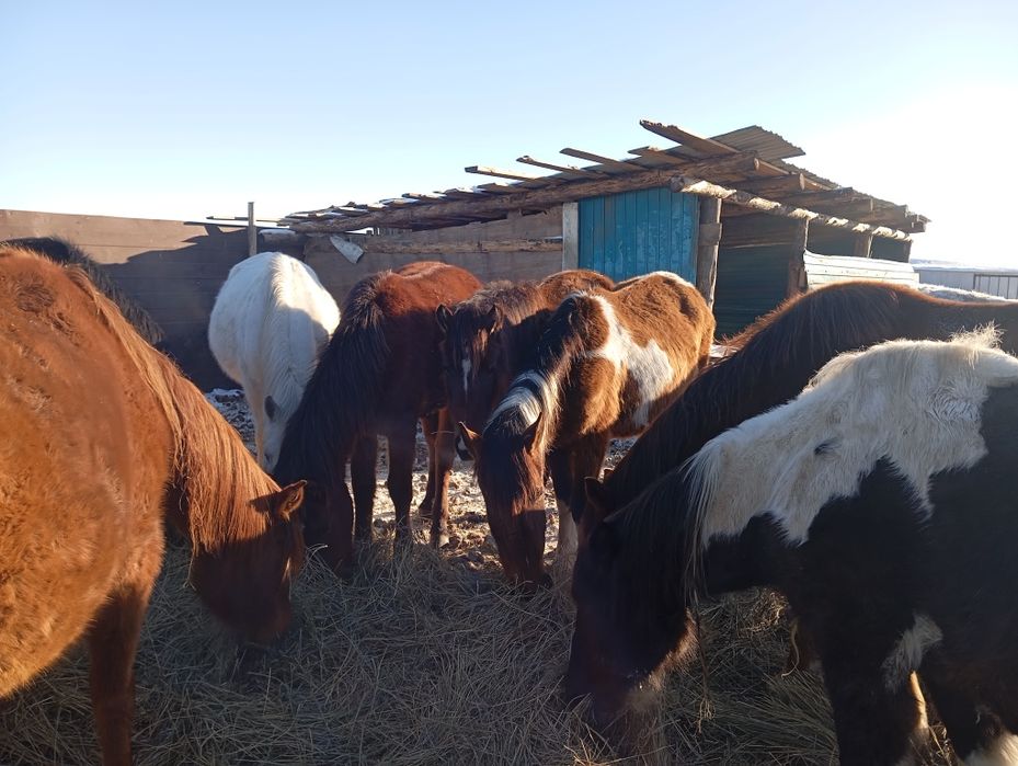 Продам лошади, в апреле - май будет 2 года.