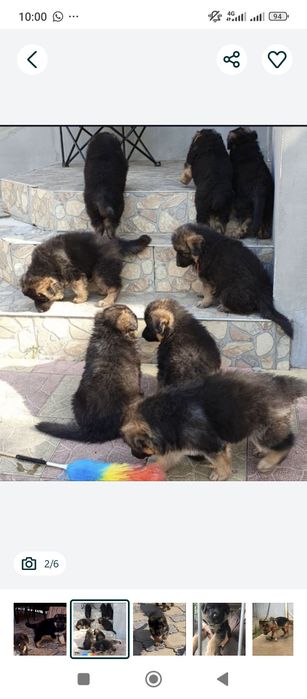 Продам щенков немецкой овчарки