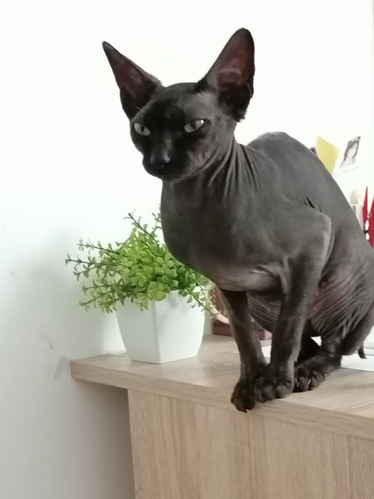 Pisică sphinx canadian