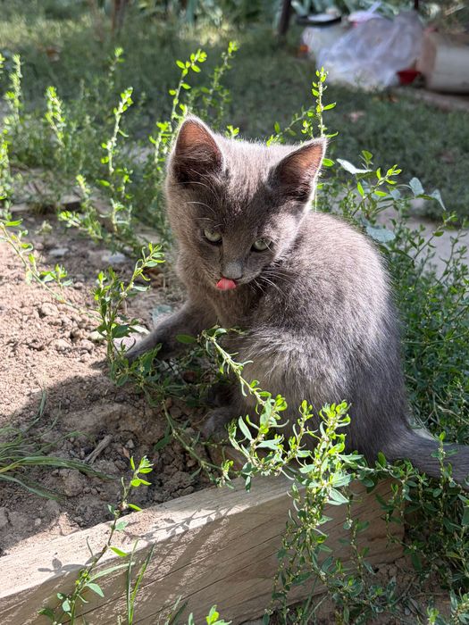 Котята домашние чистые