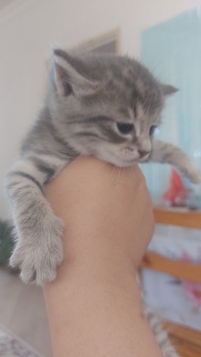 Отдам котёнка в добрые руки