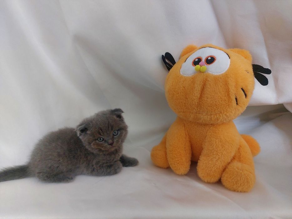 Продаётся котёнок скоттиш фолд мальчик
