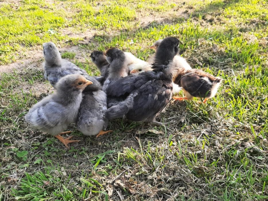 Продавам пилета Амераукана 16дневни