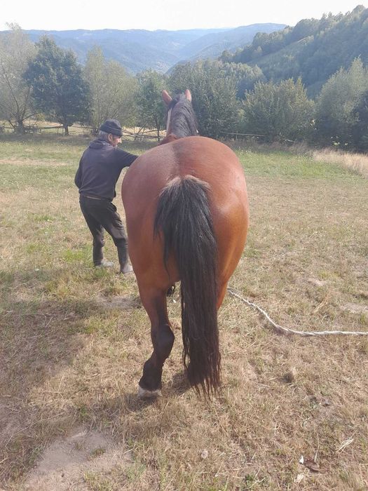 Cal de vânzare. Parva (bradatel)