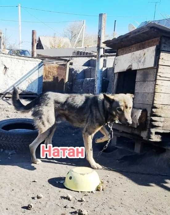 Дарю в добрые и ответственные руки