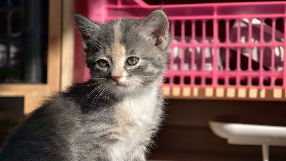 Счастливые котята