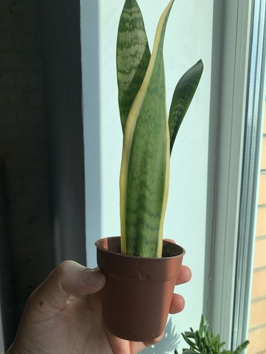 Срочно продам крассула/толстянку