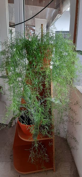 Plantă ghiveci rariță
