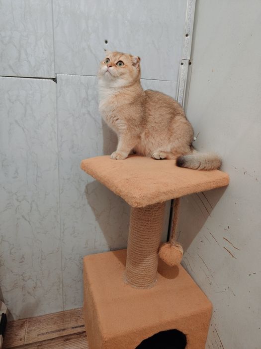 Шиншилла Фолд золотая 5мес