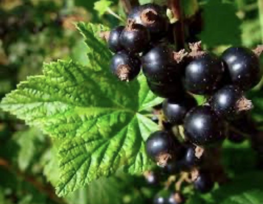 Продам саженцы плодовых культур