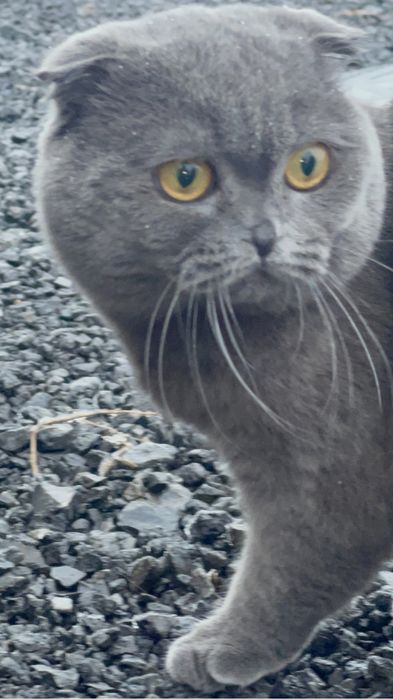 вязка кота,