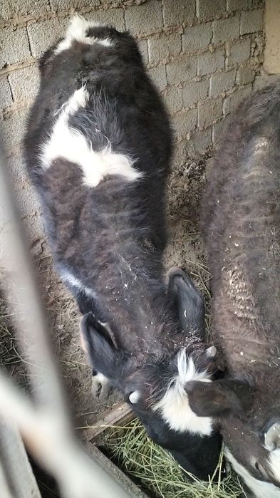 Gunojinlar sotiladi 1 yawar