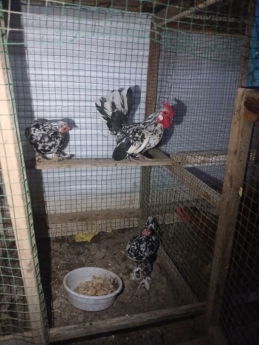 Yaponka tovuq chiroyli