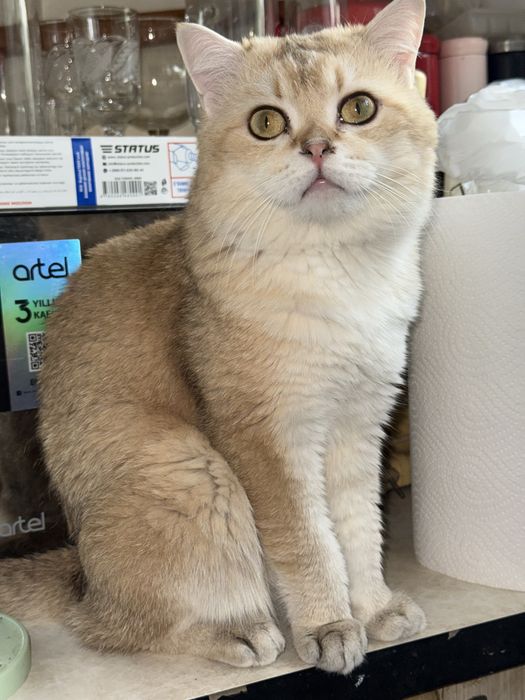 Вязка коты шиншиллы золотой и серебристый