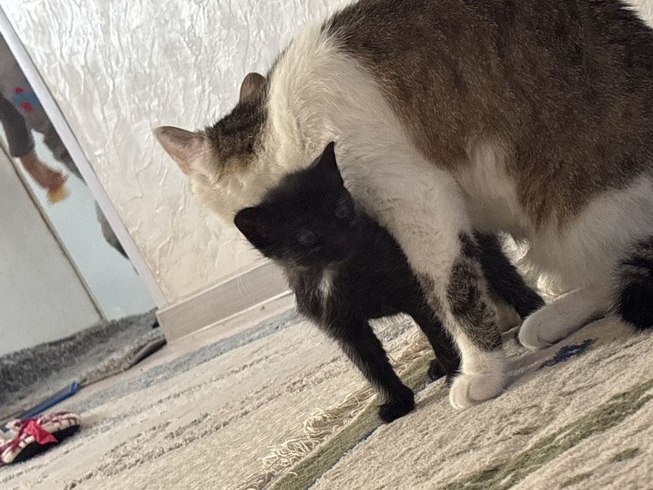 Марғау беріледі