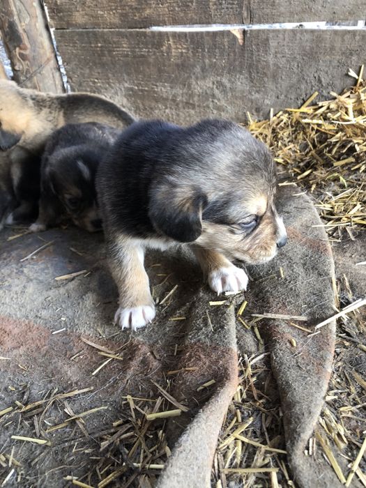 Donez catelusi 4 fete si 3 baieti