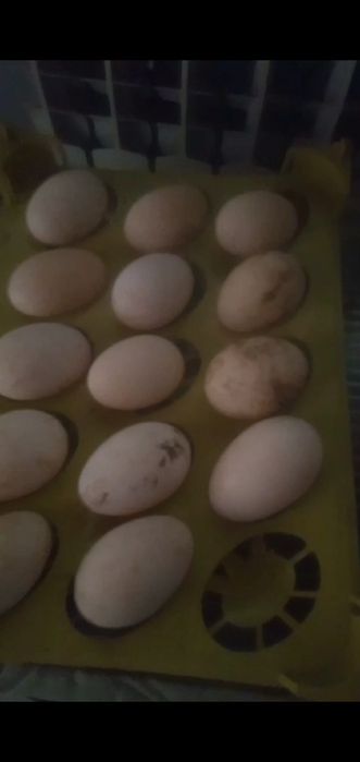 Яйца утиные пекинка башкирка