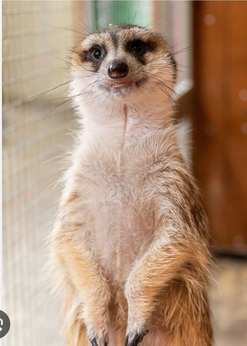 Продам красавицу суриката