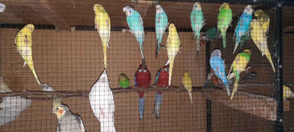 Тотықустар және клеткалар сатылымда