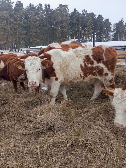 Телки симментал стельные