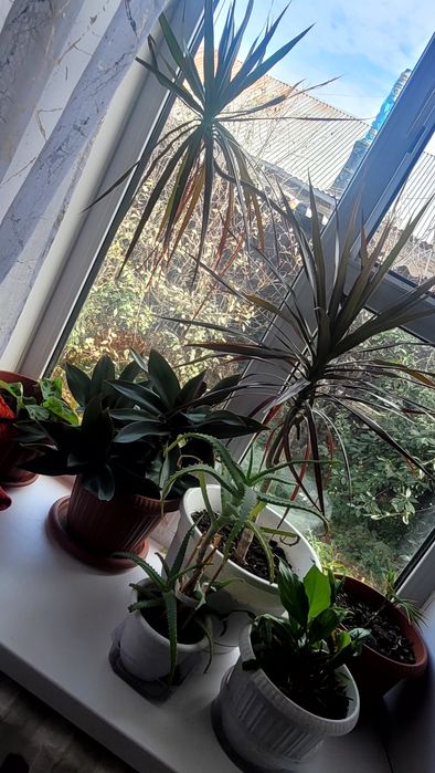 Продам все комнатные цветы.