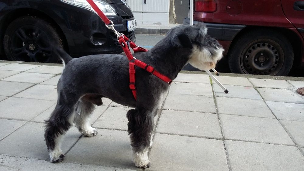 Подстригване на домашни любимци Бургас , грууминг на кучета и котки