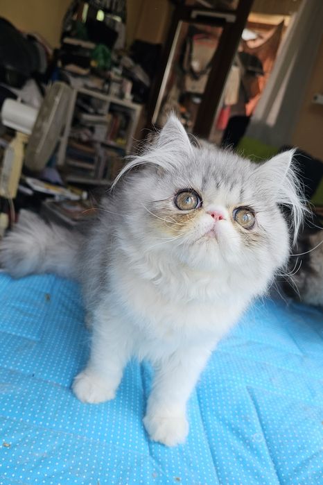 Котенца персийски