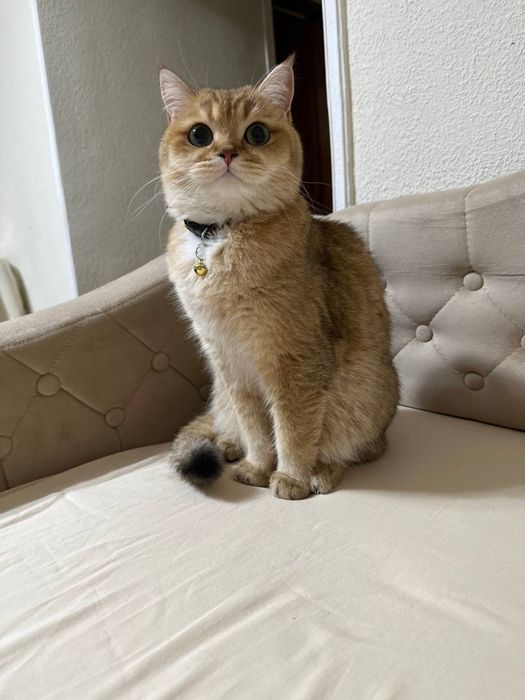 Кот золотая шиншила