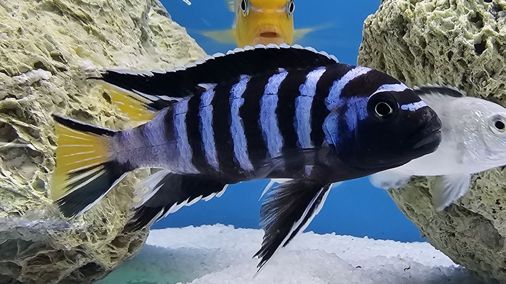 Рибки Африкански цихлиди