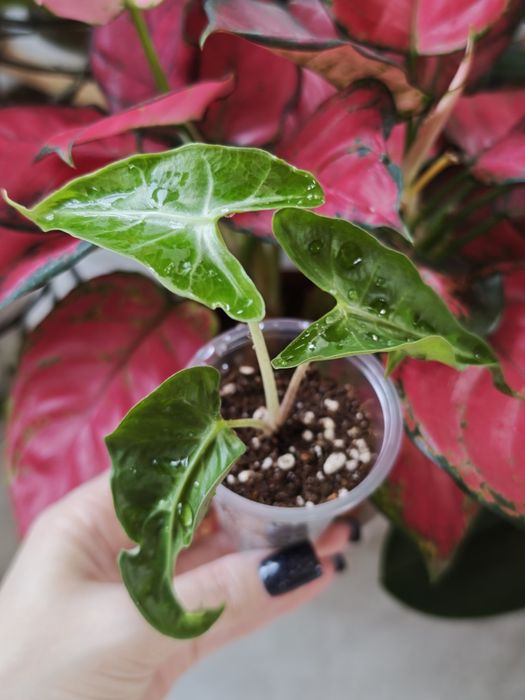 Алоказия Локо, Макрориза, Скат, Венти