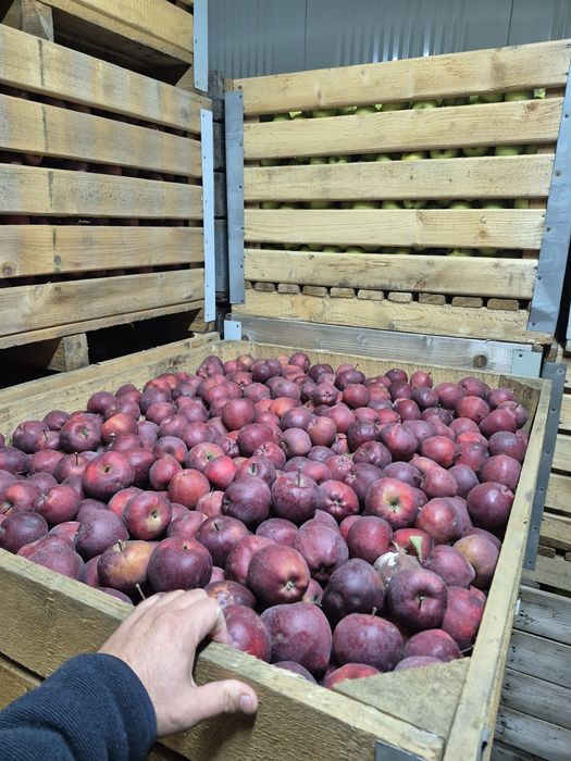 Mere de consum cantitati mari