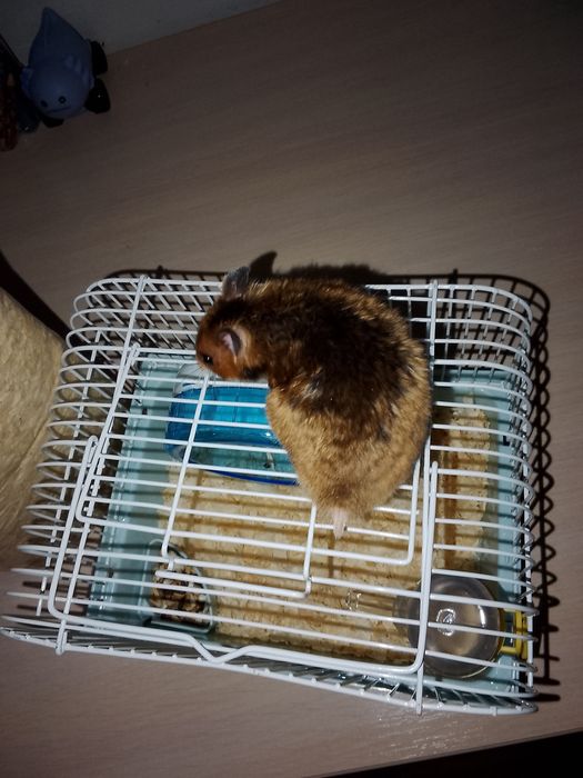 Продам джунгарского хомяка