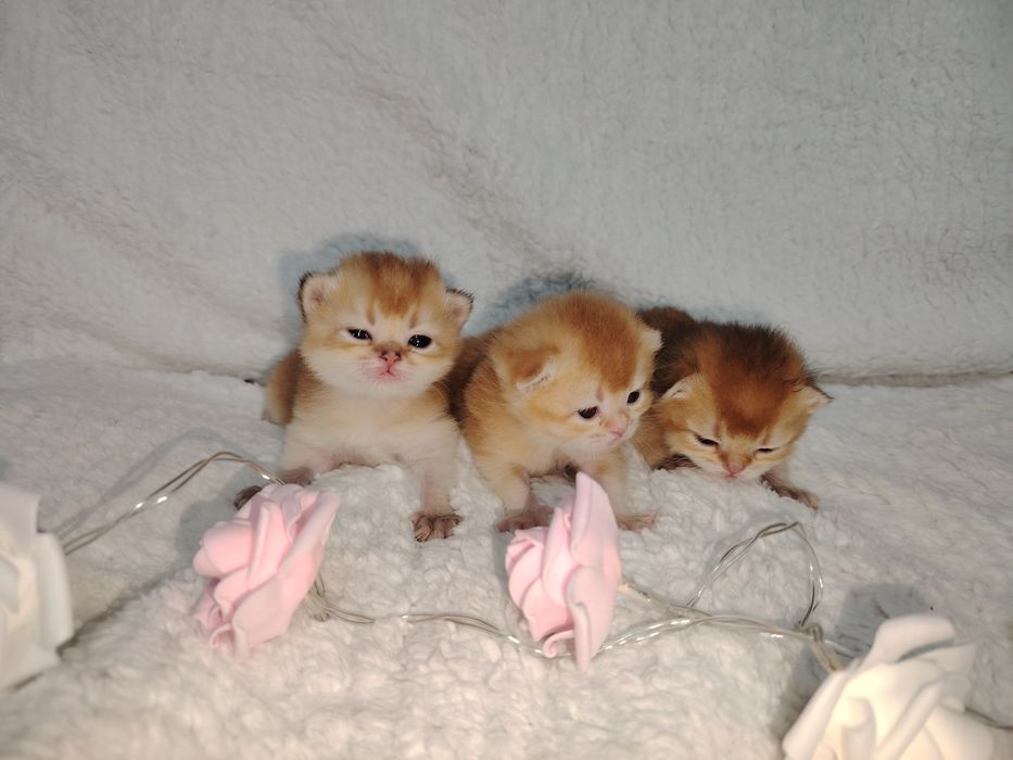 Золотая шиншилла