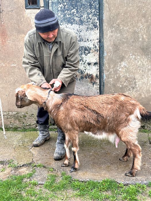 Ешкі егіз лағымен