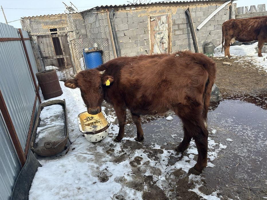 сатамын 2 жас жане 3 туган