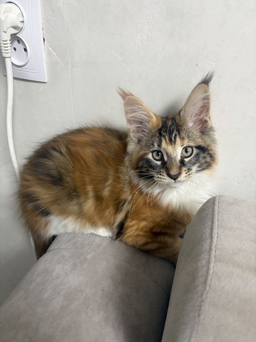 Продам девочку Мейн-кун