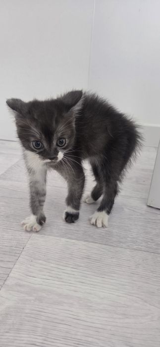 Кот меньше месяца