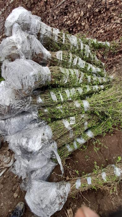 Vand Lemn Câinesc/Gard Viu