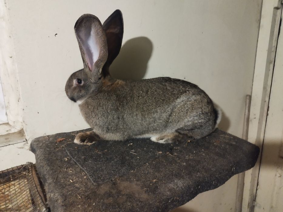 Uriaș German de vânzare!