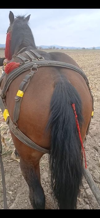 Vând minz  cum  ieste în poze